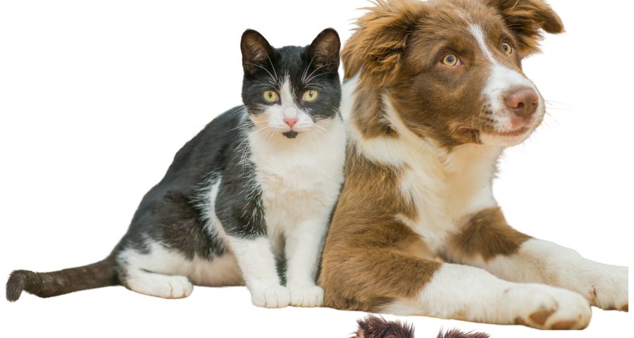 寄り添う猫と犬