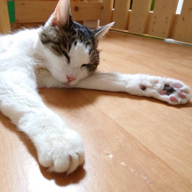 保護猫ハッチ