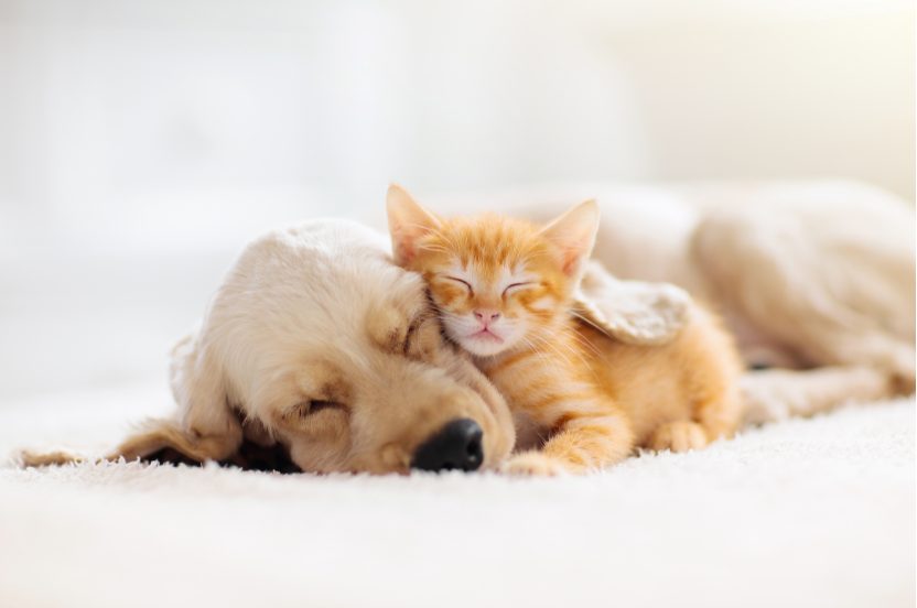 寄り添って眠る子犬と子猫